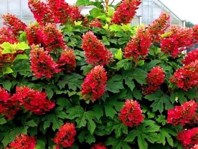 Uprawa hortensji dębolistnej – barwne kwiatostany i atrakcyjne listowie w ogrodzie