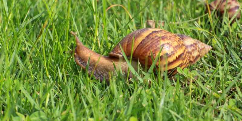 Zagrożenie w ogrodzie – jak ślimaki niszczą nasze rośliny