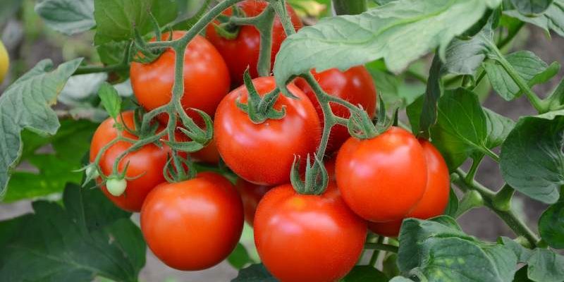 Optymalny czas zbioru oraz metody pielęgnacji pomidorów uprawianych w gruncie