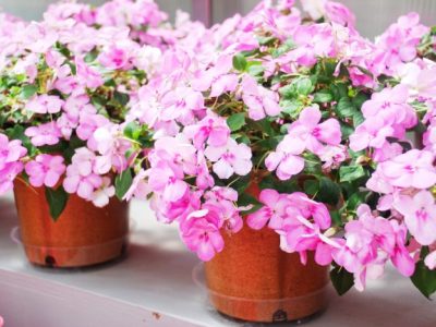 Impatiens - idealne kwiaty do uprawy na balkonie i w ogrodzie