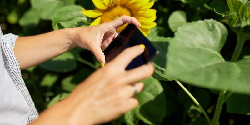 Jak i kiedy zasiać oraz pielęgnować dekoracyjne odmiany słoneczników w ogrodzie