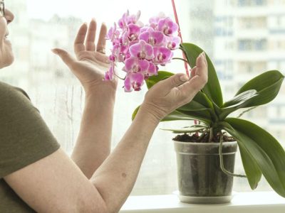 Anginka - Roślina ozdobna i lecznicza: Jak skutecznie uprawiać pelargonię pachnącą w warunkach domowych?