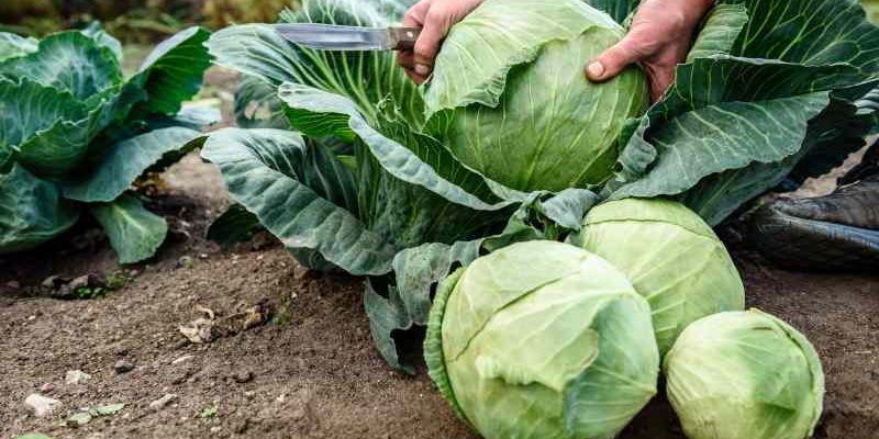 Metody naturalne zwalczania szkodników roślin kapustnych w ogrodzie warzywnym