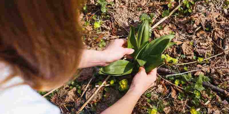 Sadzenie lilii: optymalny czas i głębokość sadzenia cebulek do gruntu