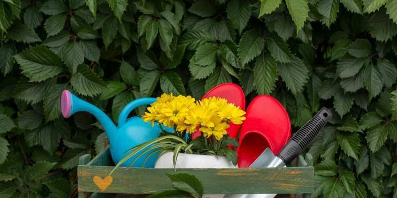 Różnokolorowe nachylki do ogrodu i doniczek - zobacz ich odmiany i piękne kwiaty, zdjęcia.
