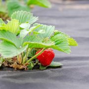 Choroby truskawek: suche liście, plamy i nalot na owocach