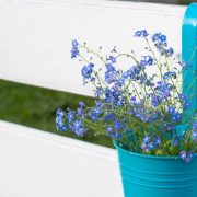 Jak pielęgnować niezapominajki w ogrodzie i w doniczce - kwiaty wiosny