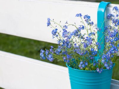 Jak pielęgnować niezapominajki w ogrodzie i w doniczce - kwiaty wiosny